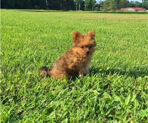 Medium Photo #3 Yoranian Puppy For Sale in LEWISBURG, KY, USA