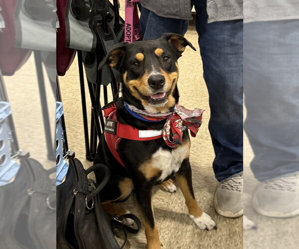 Medium Photo #5 Australian Shepherd-Unknown Mix Puppy For Sale in Bolivar, MO, USA