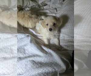 Father of the Maltipoo puppies born on 04/13/2025
