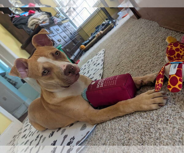 Medium Photo #3 Mutt Puppy For Sale in Murfreesboro, NC, USA