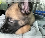 Small Photo #6 Belgian Malinois Puppy For Sale in REESEVILLE, WI, USA