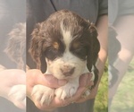 Small #1 English Springer Spaniel