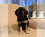 Small #2 Golden Shepherd
