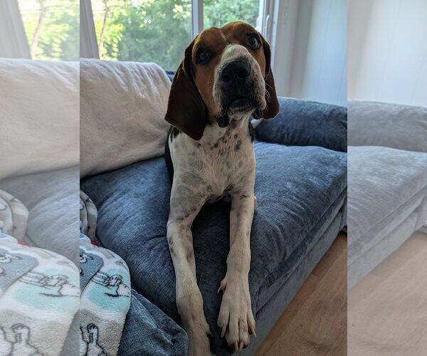 Medium Photo #5 Treeing Walker Coonhound Puppy For Sale in Green Forest, AR, USA