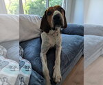 Small #4 Treeing Walker Coonhound