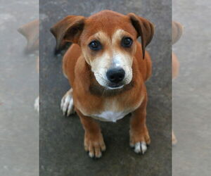 Madison - Female Labrador Retriever-Unknown Mix Dog for Adoption - Photo #12