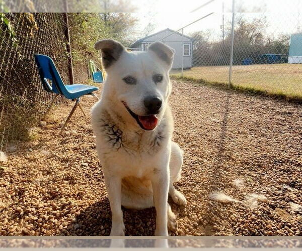 Medium Photo #4 Siberian Husky-Unknown Mix Puppy For Sale in Anniston, AL, USA