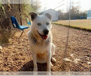 Tucker - Male Siberian Husky-Unknown Mix Dog for Adoption - Photo #4