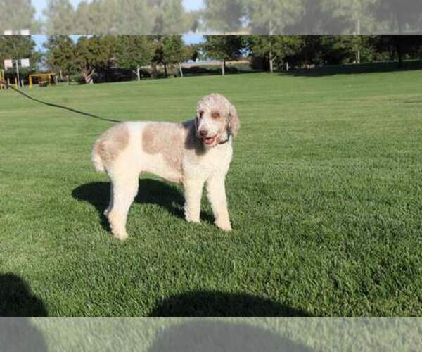 Medium Photo #1 Goldendoodle Puppy For Sale in HOMELAND, CA, USA