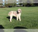 Small Photo #1 Goldendoodle Puppy For Sale in HOMELAND, CA, USA