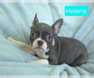Faux Frenchbo Bulldog Puppy for sale in MINERAL WELLS, WV, USA