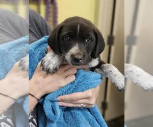 Mutt Dogs for adoption in Rockwall, TX, USA