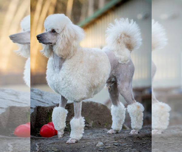 Medium Photo #1 Aussiedoodle Miniature  Puppy For Sale in GRANTS PASS, OR, USA