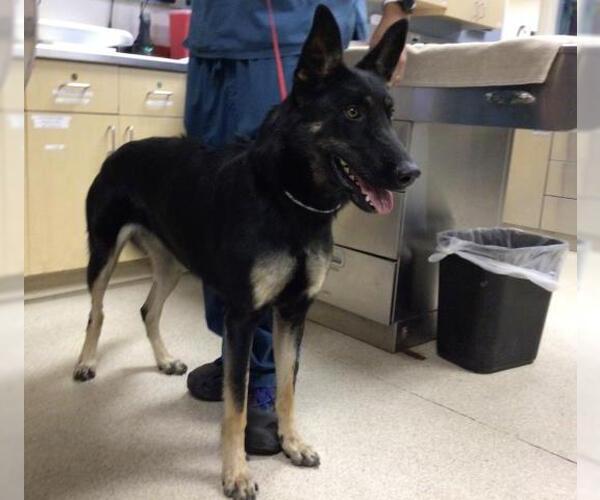 Medium Photo #1 German Shepherd Dog-Unknown Mix Puppy For Sale in Riverside, CA, USA