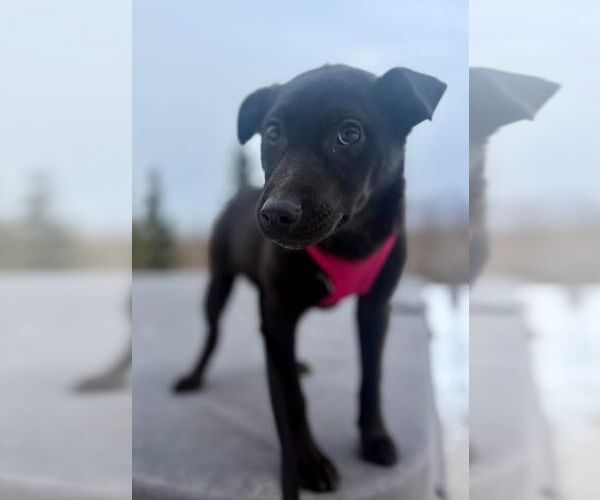 Medium Photo #1 Aussiedor Puppy For Sale in Anchorage, AK, USA