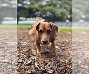 Dachshund Dogs for adoption in Forest, VA, USA
