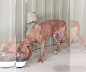 Davey - Male Bulldog-Unknown Mix Dog for Adoption - Photo #4