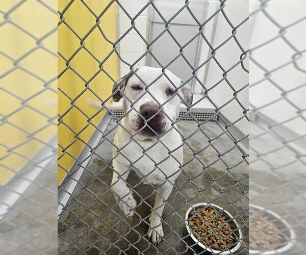 Medium Photo #1 Mutt Puppy For Sale in Temple, TX, USA