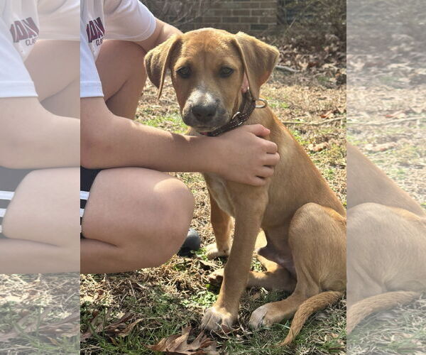 Medium Photo #4 Labsky Puppy For Sale in Virginia Beach, VA, USA