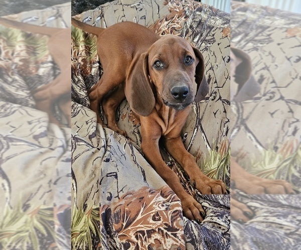 Medium Photo #22 Redbone Coonhound Puppy For Sale in DENVER, PA, USA