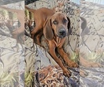 Small #2 Redbone Coonhound