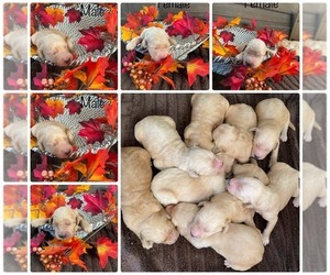 Goldendoodle Puppy for sale in APOPKA, FL, USA