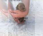 Small #4 Goldendoodle (Miniature)