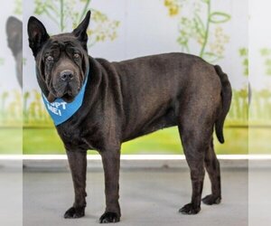 Chinese Shar-Pei Dogs for adoption in Pacific Grove, CA, USA