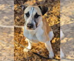 Small #2 Anatolian Shepherd-Carolina Dog Mix