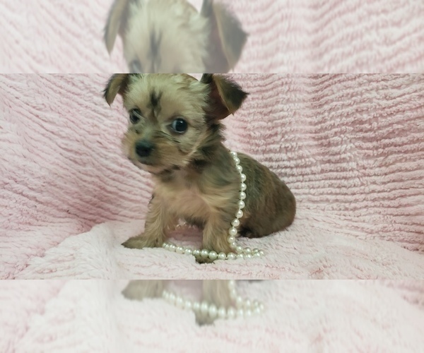 Medium Photo #30 Shorkie Tzu Puppy For Sale in NEVADA, TX, USA