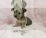 Small Photo #30 Shorkie Tzu Puppy For Sale in NEVADA, TX, USA