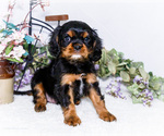 Puppy Hans Cavalier King Charles Spaniel