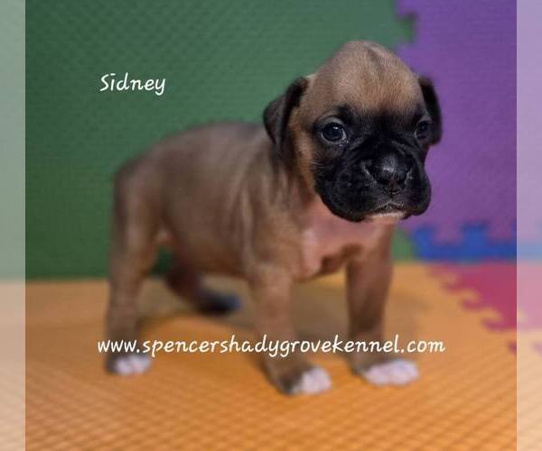 Medium Photo #6 Boxer Puppy For Sale in CABOOL, MO, USA