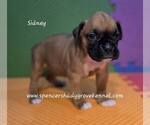 Small #5 Boxer