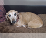 Small #2 Dachshund