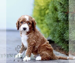 Goldendoodle (Miniature) Puppy for sale in LANCASTER, PA, USA