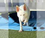 Small #8 Siberian Husky Mix