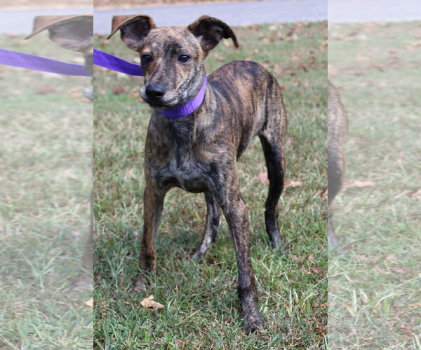 Medium Photo #1 Feist Terrier-Unknown Mix Puppy For Sale in Prattville, AL, USA