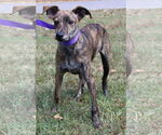 Small Feist Terrier Mix