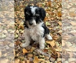 Pepper - Female Bernedoodle (Miniature) Puppy for Sale - Photo #4