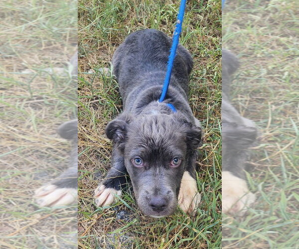 Medium Photo #1 Mutt Puppy For Sale in Wetumpka, AL, USA