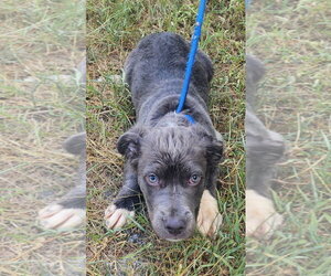 Mutt Dogs for adoption in Wetumpka, AL, USA