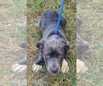 Small Mutt
