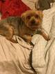 Small Photo #1 Chorkie Puppy For Sale in SAN ANTONIO, TX, USA