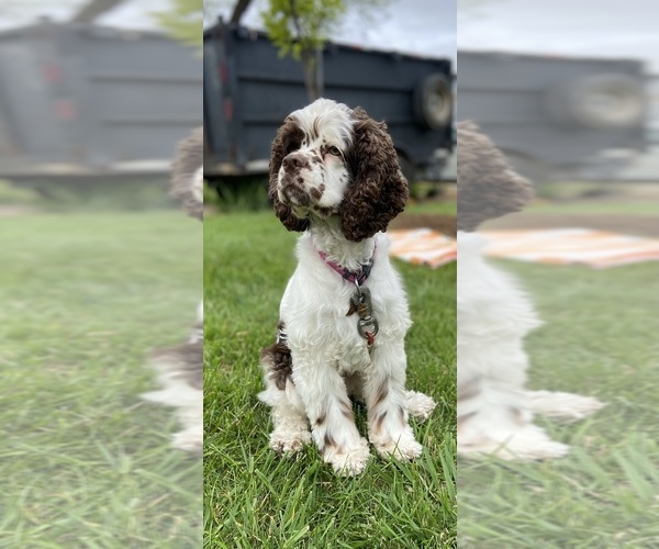 Medium Photo #1 Cockapoo (Miniature) Puppy For Sale in ELK GROVE, CA, USA