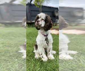 Mother of the Cockapoo (Miniature) puppies born on 05/09/2026