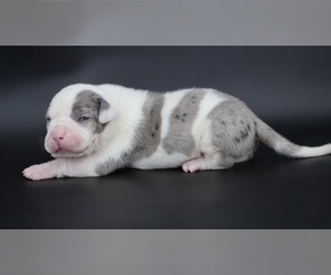 American Bully Puppy for sale in CHAMPAIGN, IL, USA