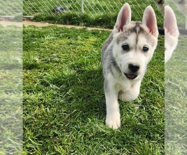 Medium Photo #1 Siberian Husky Puppy For Sale in BLOOMFIELD, KY, USA