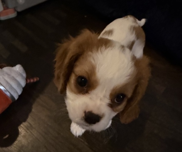 Medium Photo #26 Cavalier King Charles Spaniel Puppy For Sale in PARKER, CO, USA
