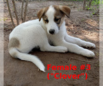Small #5 German Shepherd Dog-Siberian Husky Mix